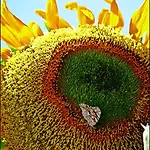 Szálloda Sun *