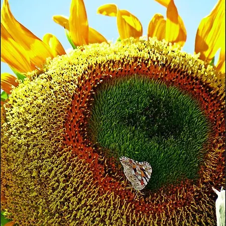 מלון Sun *